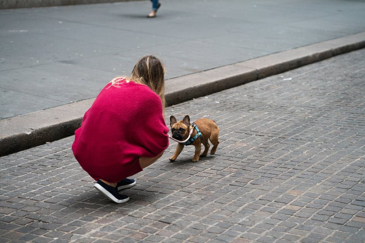 One Wall Street begins building out condos, the city’s most popular dog breed, & more