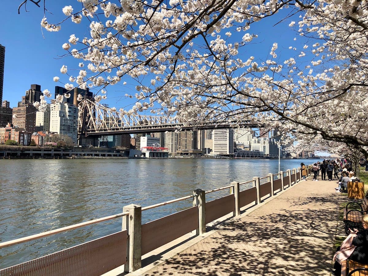 Roosevelt Island in bloom, has High Line new development plateaued, & more