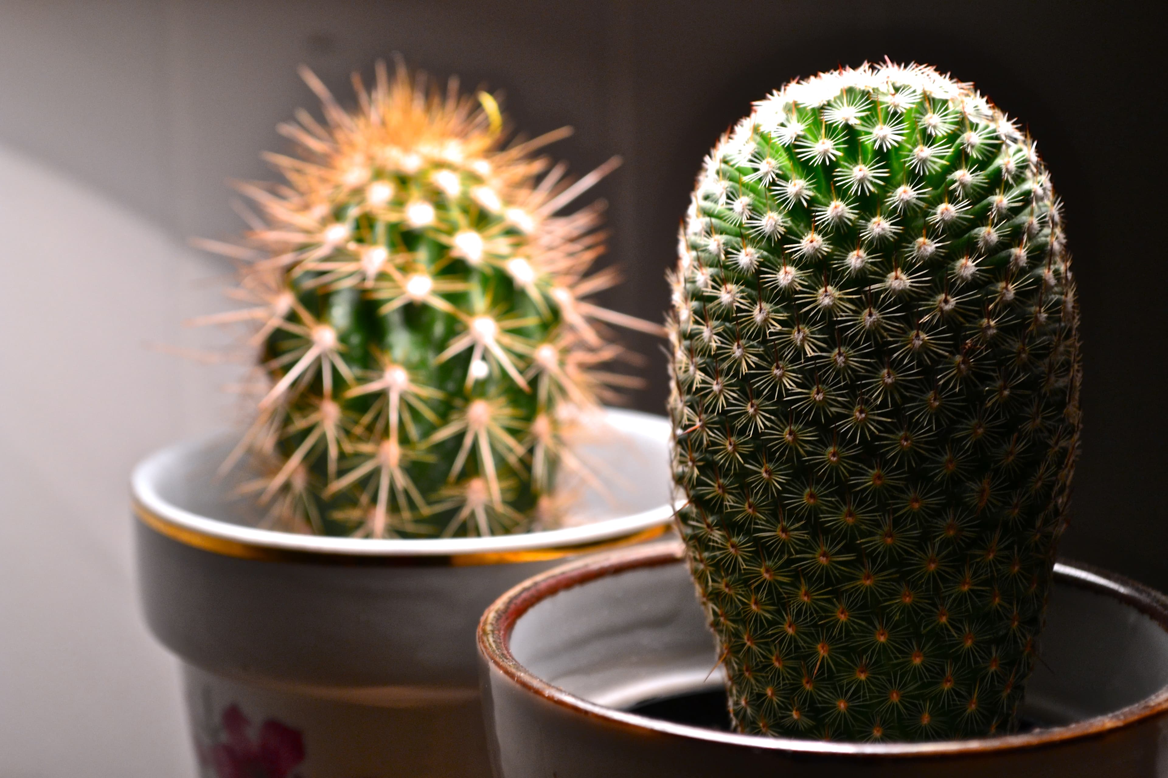 Ditch the futon, keep plants alive, and other ways to maintain an "adult" apartment