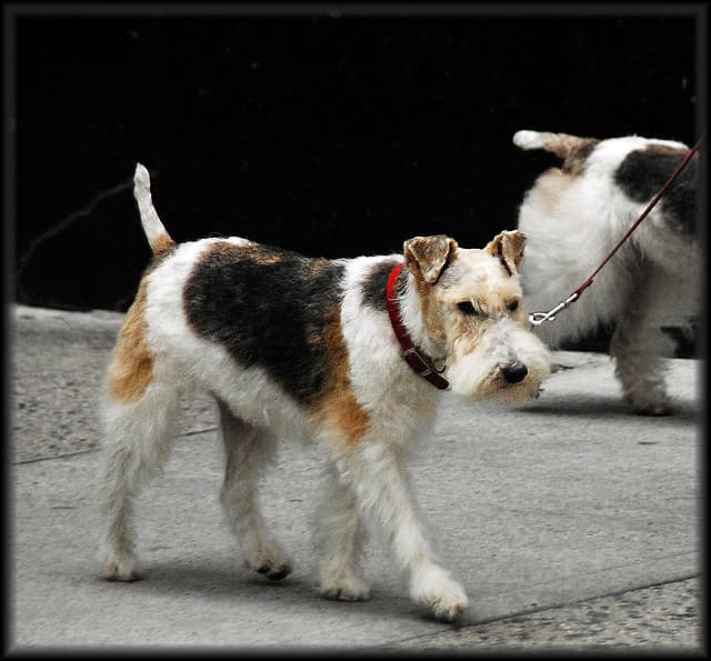 Before you bring a dog home, read this