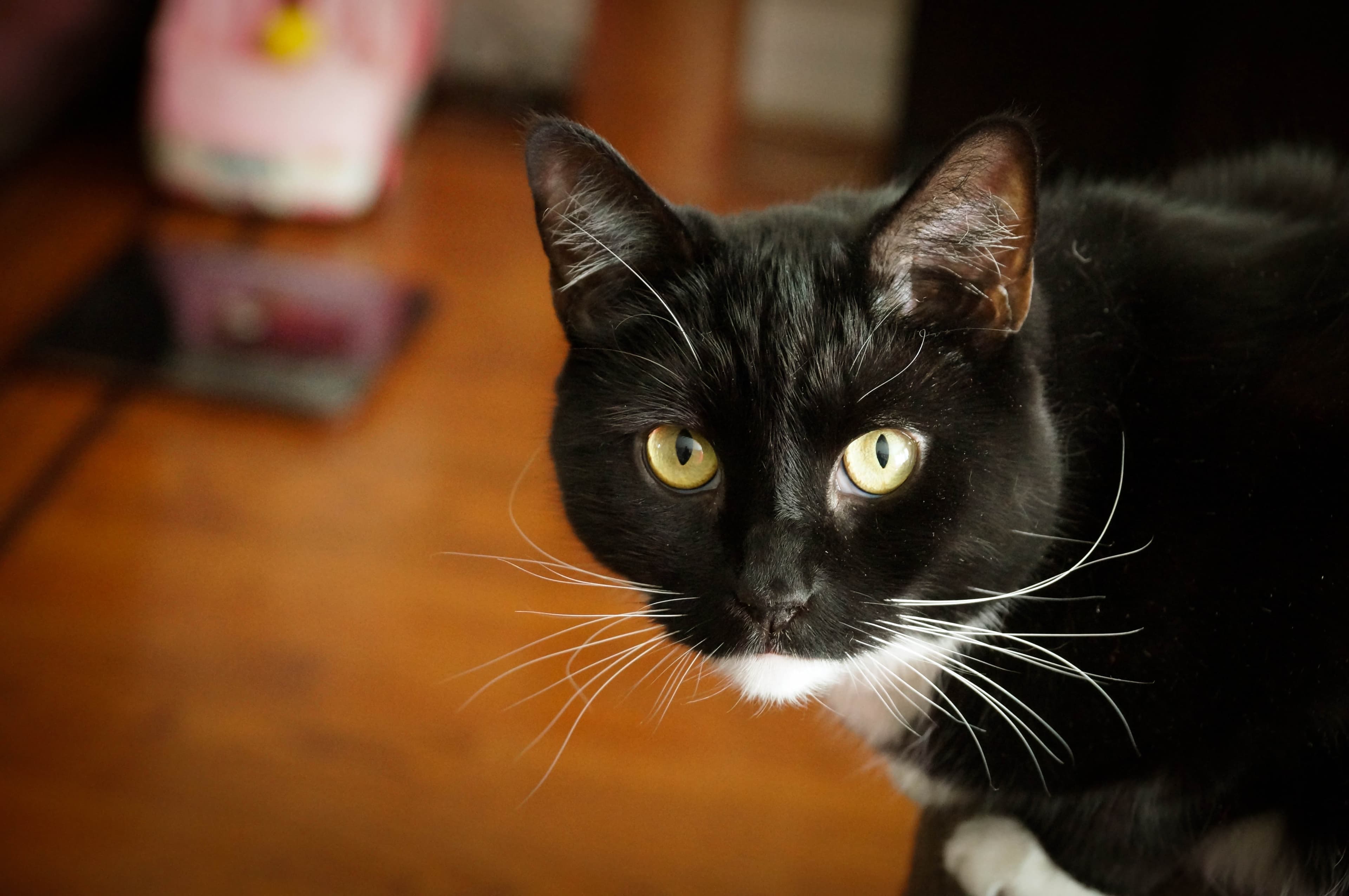 Autumn in New York: time to worry about rodent prevention