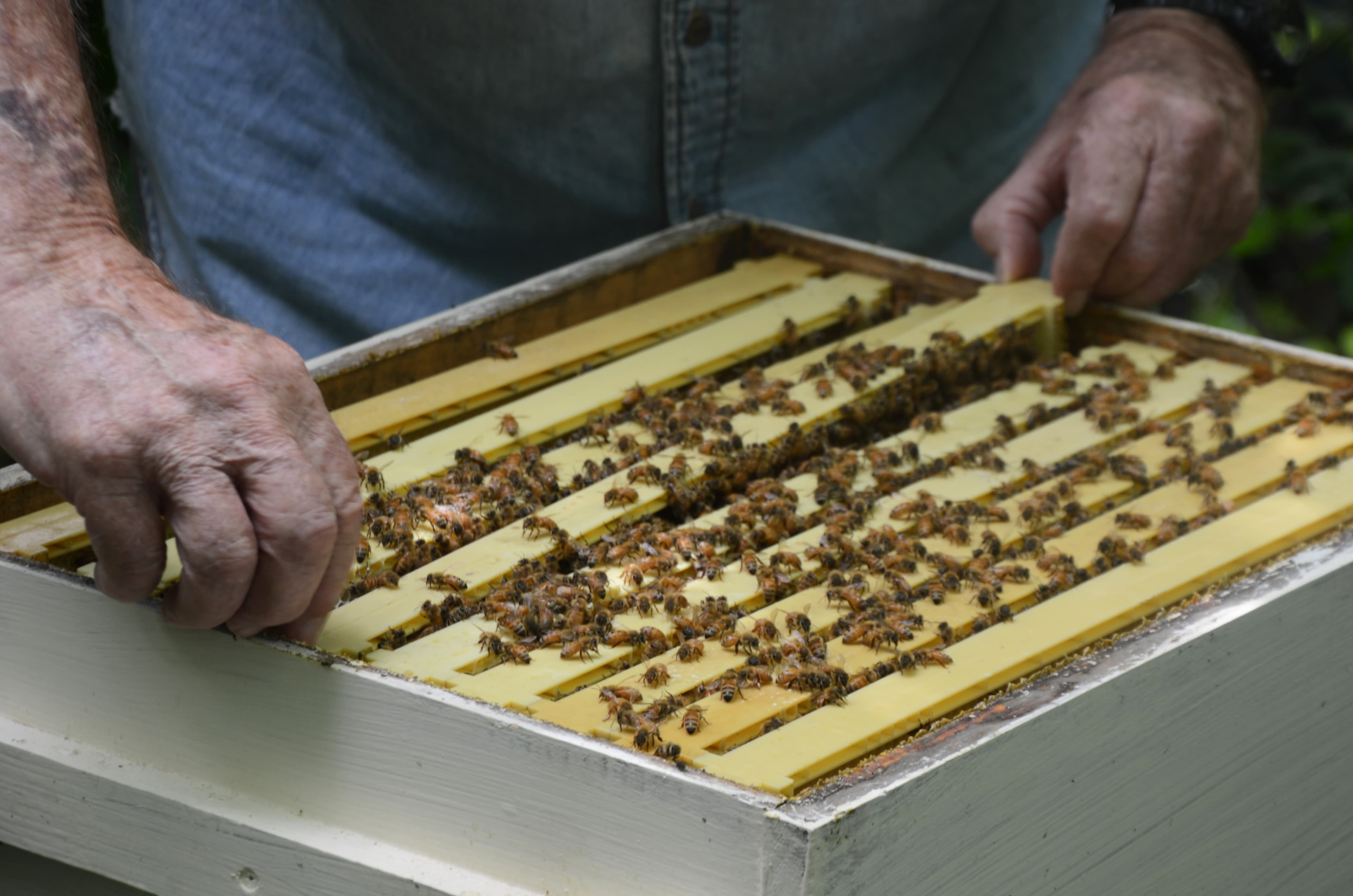 A super who goes above and (way) beyond, a guide to NYC beekeeping, and more