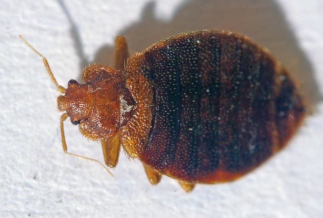 Top tips for avoiding bed bugs in your summer rental or hotel room 