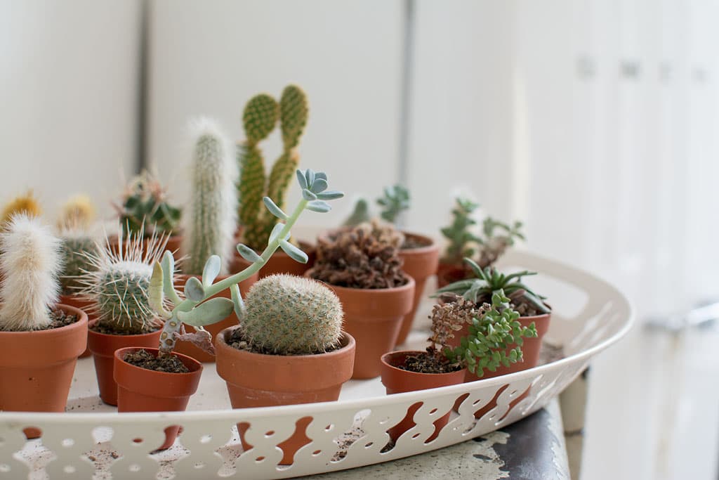 Plants that work in urban apartments, who to blame for your subway woes, and more