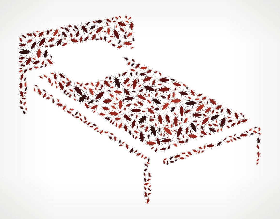 How I got rid of bedbugs without using (too much) pesticide