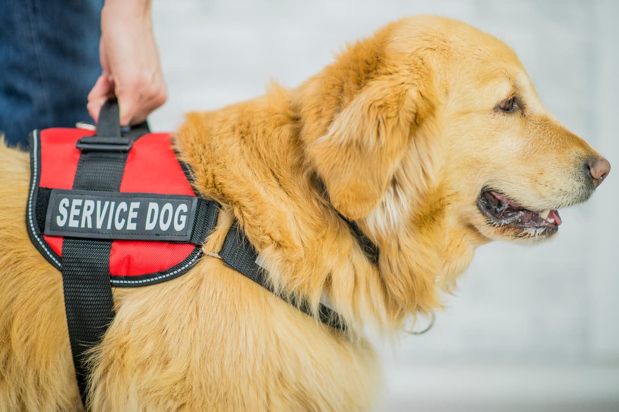 What happens when a resident of a no-pet co-op or condo says he has a service animal?