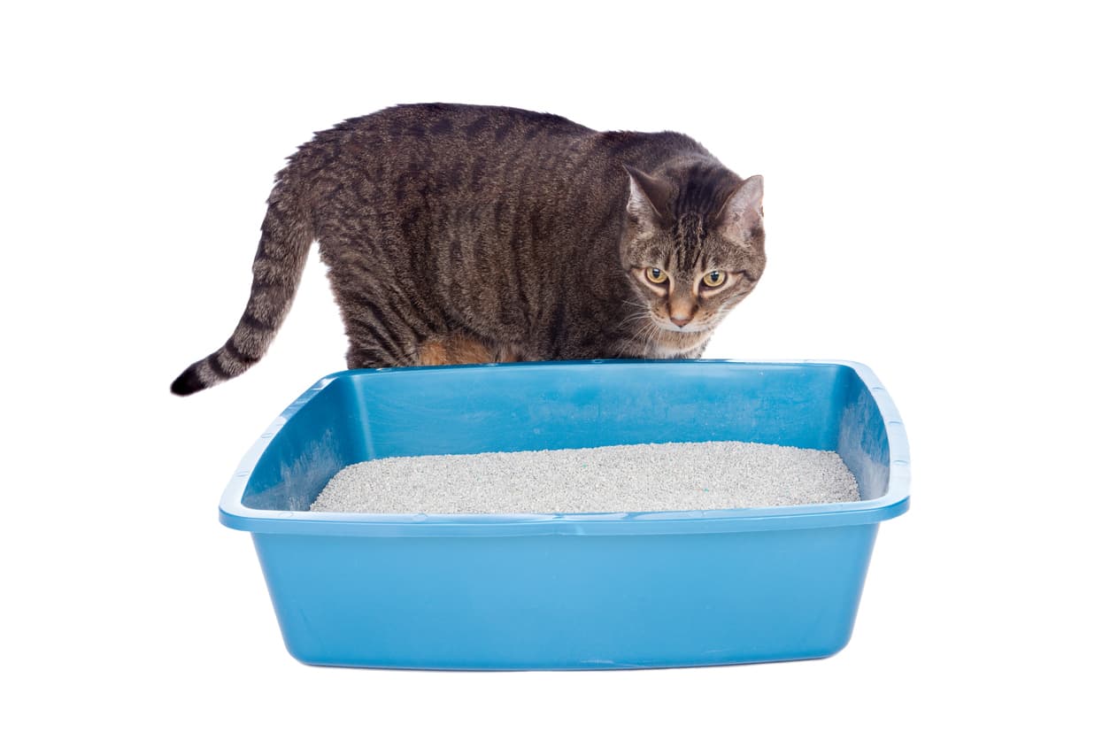 How I overcame the stink of my neighbors' neglected litter box