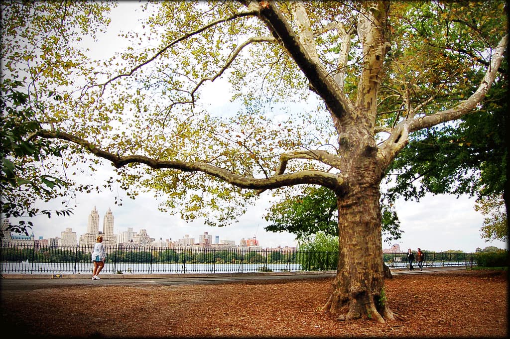 Filling the local news void, a prankster dyes the Lincoln Center fountain water yellow, more