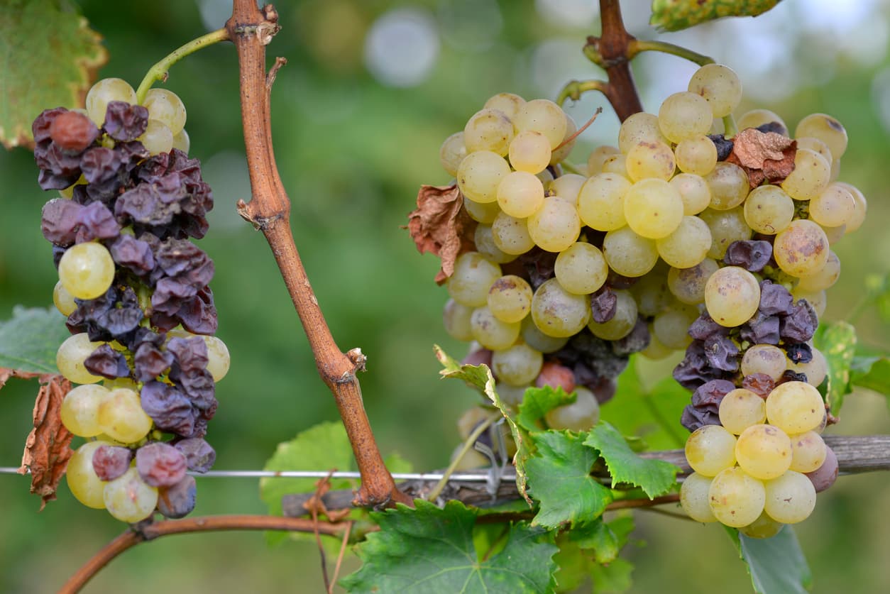 How long is too long for an NYC apartment to be on the market? 