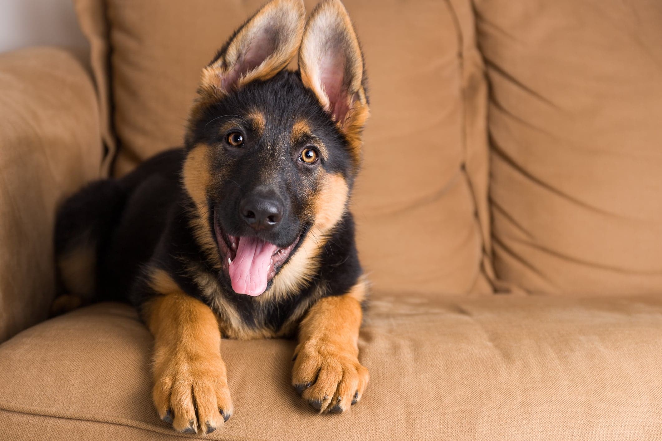 Want a German shepherd? Consider a move to Queens... or Houston 