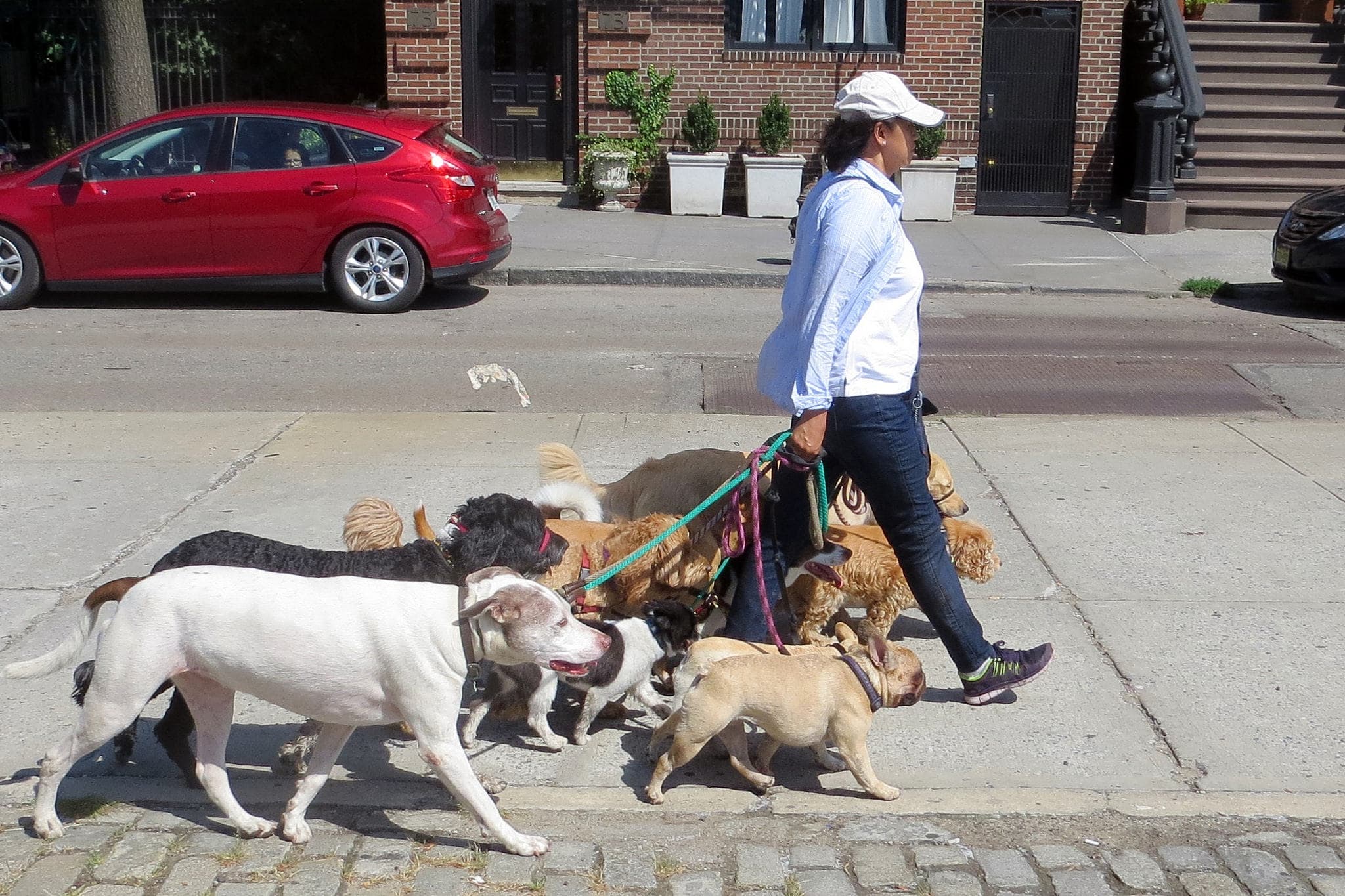 The best dog breeds for apartments, house tours in Brooklyn this weekend, & more