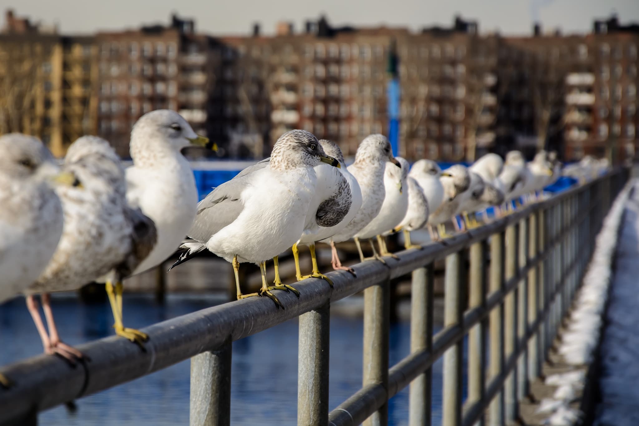 NYC is a finalist for Amazon's second headquarters, record-breaking Bushwick rent, more