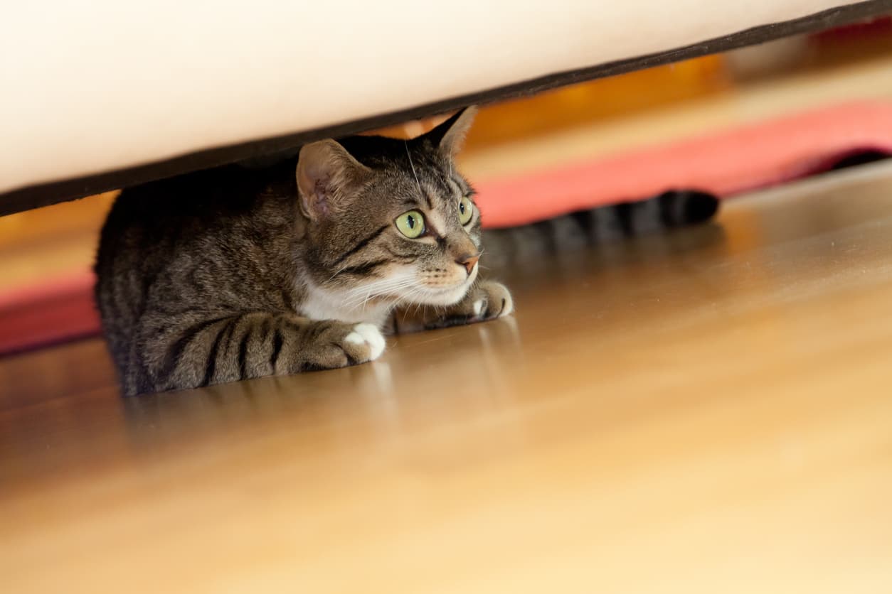 Here are 4 crucial tactics for calming down your anxious or aggressive NYC apartment cat
