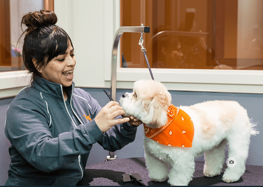 What are the best buildings in NYC if you want your dog to live large?