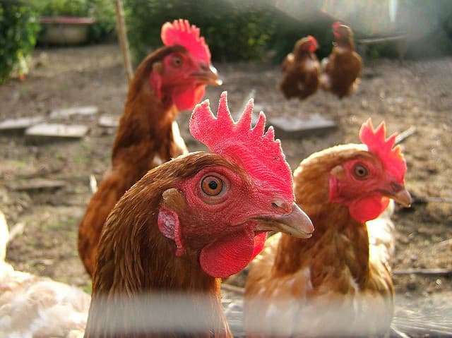 Raising chickens in NYC: what you need to know