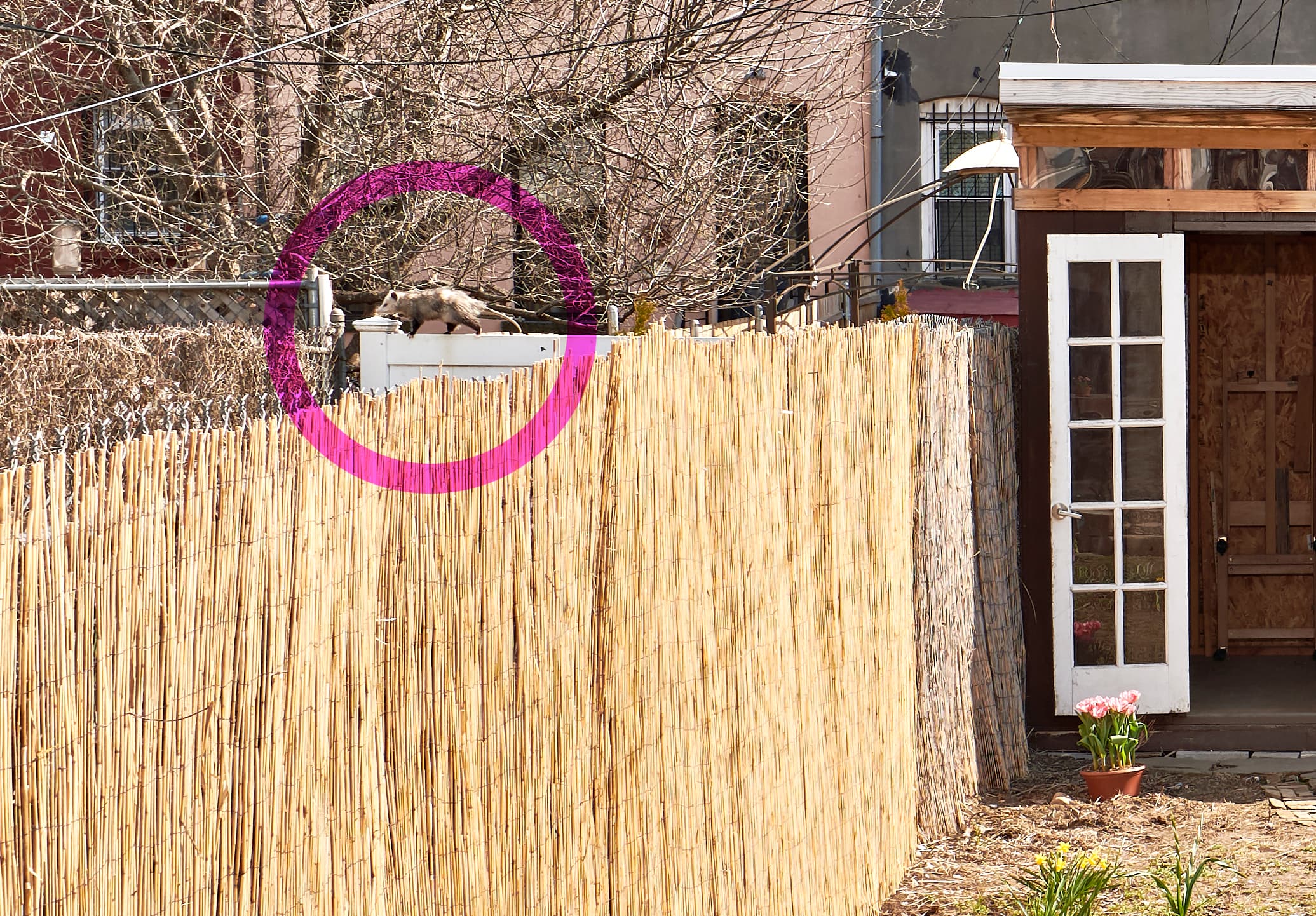 What do you do when wildlife photobombs the Brooklyn townhouse you’re trying to sell? 