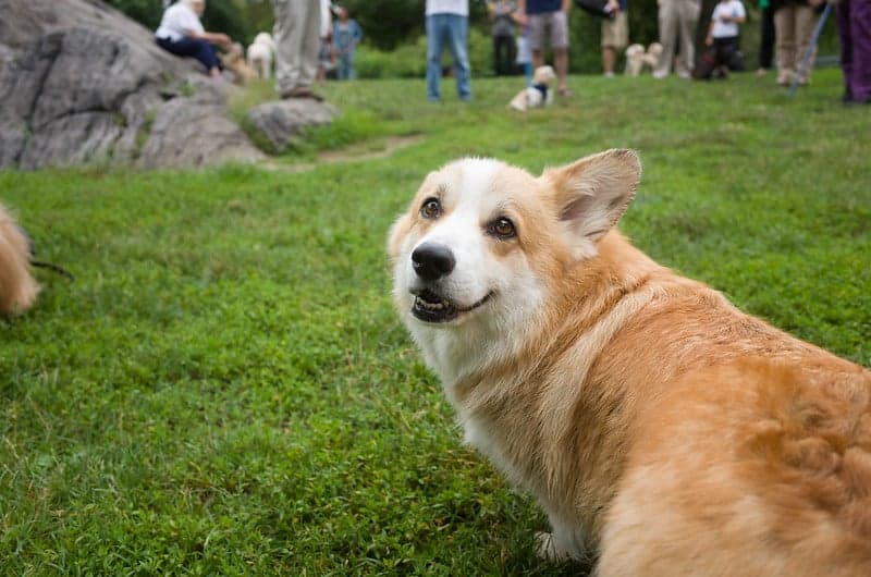 8 of the best NYC neighborhoods for dogs