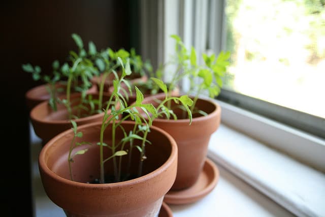 Indoor gardening tips for the plant assassins among us