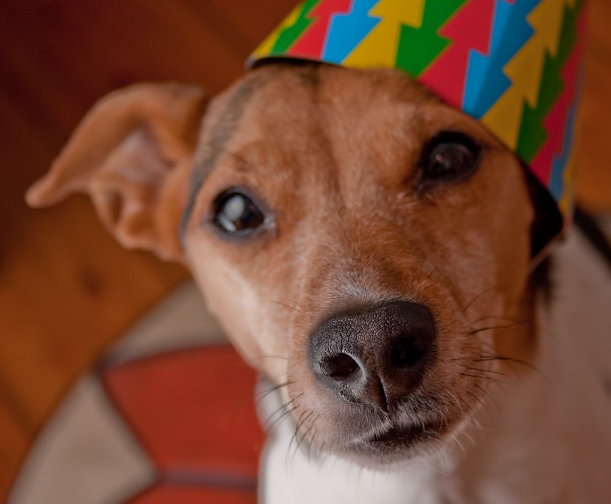 Keeping an illegal pet? Throw it a party (yes, really)