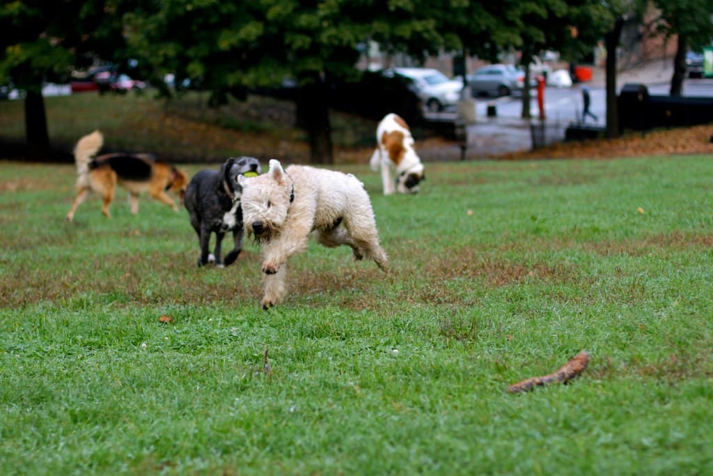 Keeping tabs on your building's history, the dogs of Brooklyn, and more