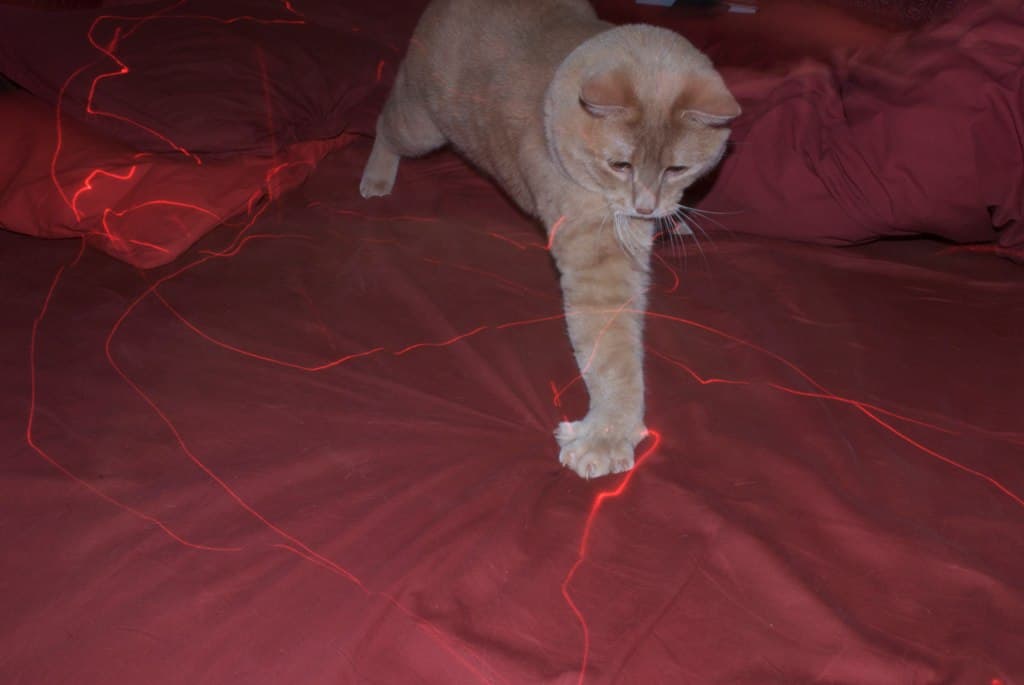 Decorate like a Gilmore Girl, play with your pets when you're not at home, and more