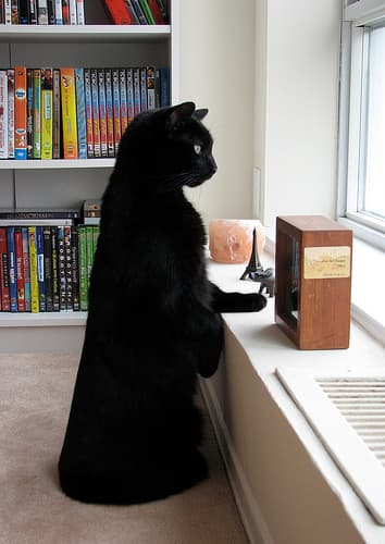 The perfect apartment for your cat