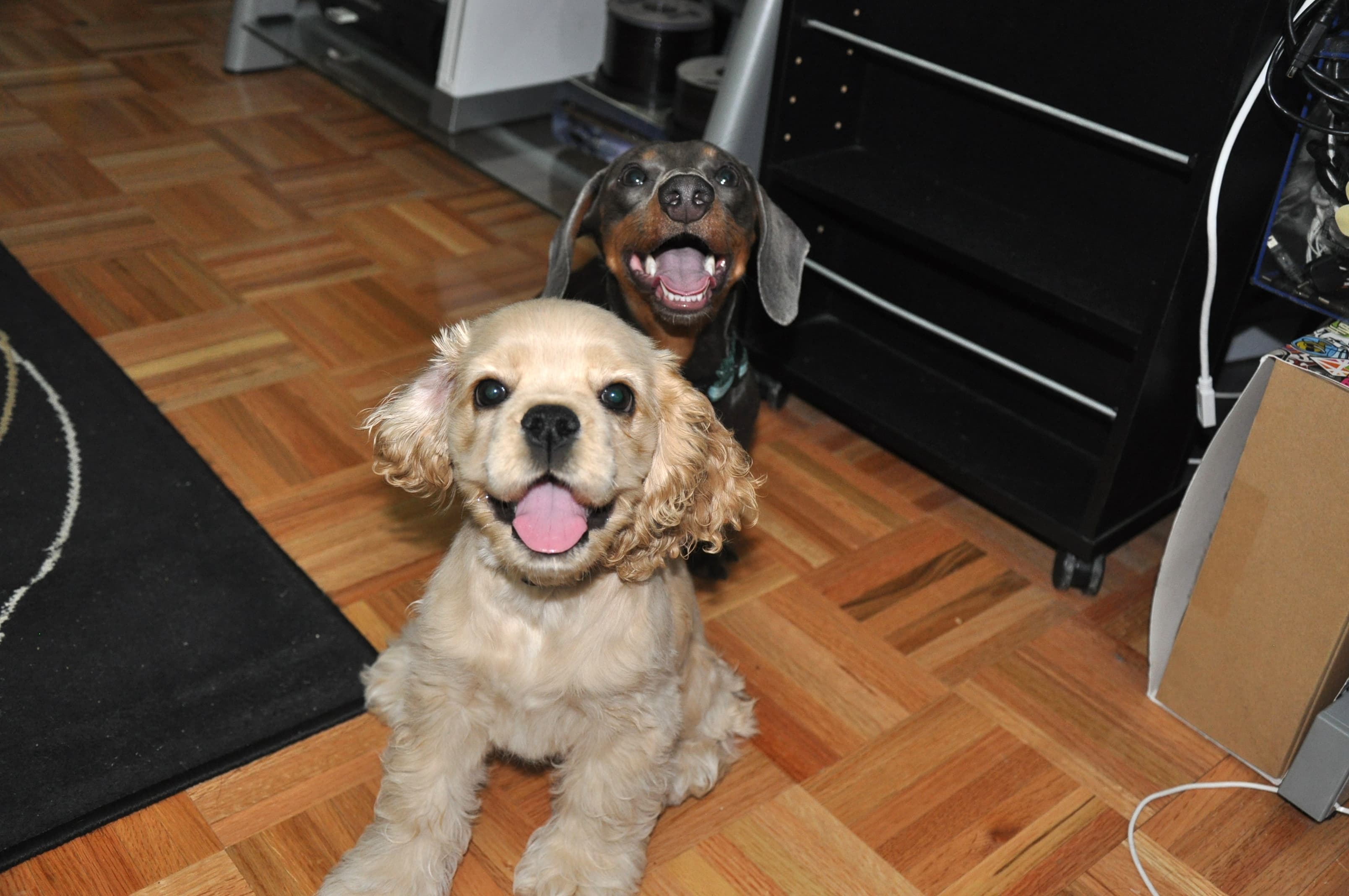 Find an Airbnb for your pet, hustling for home style, and more