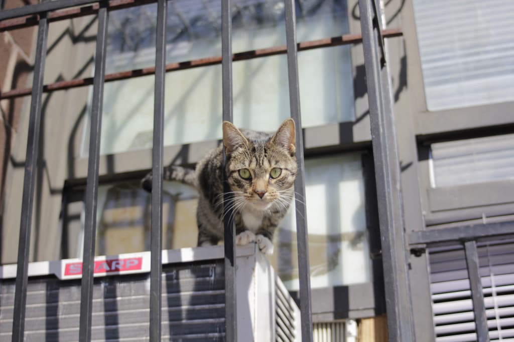 Kitty quarantine: What you need to know about the bird flu outbreak among NYC cats