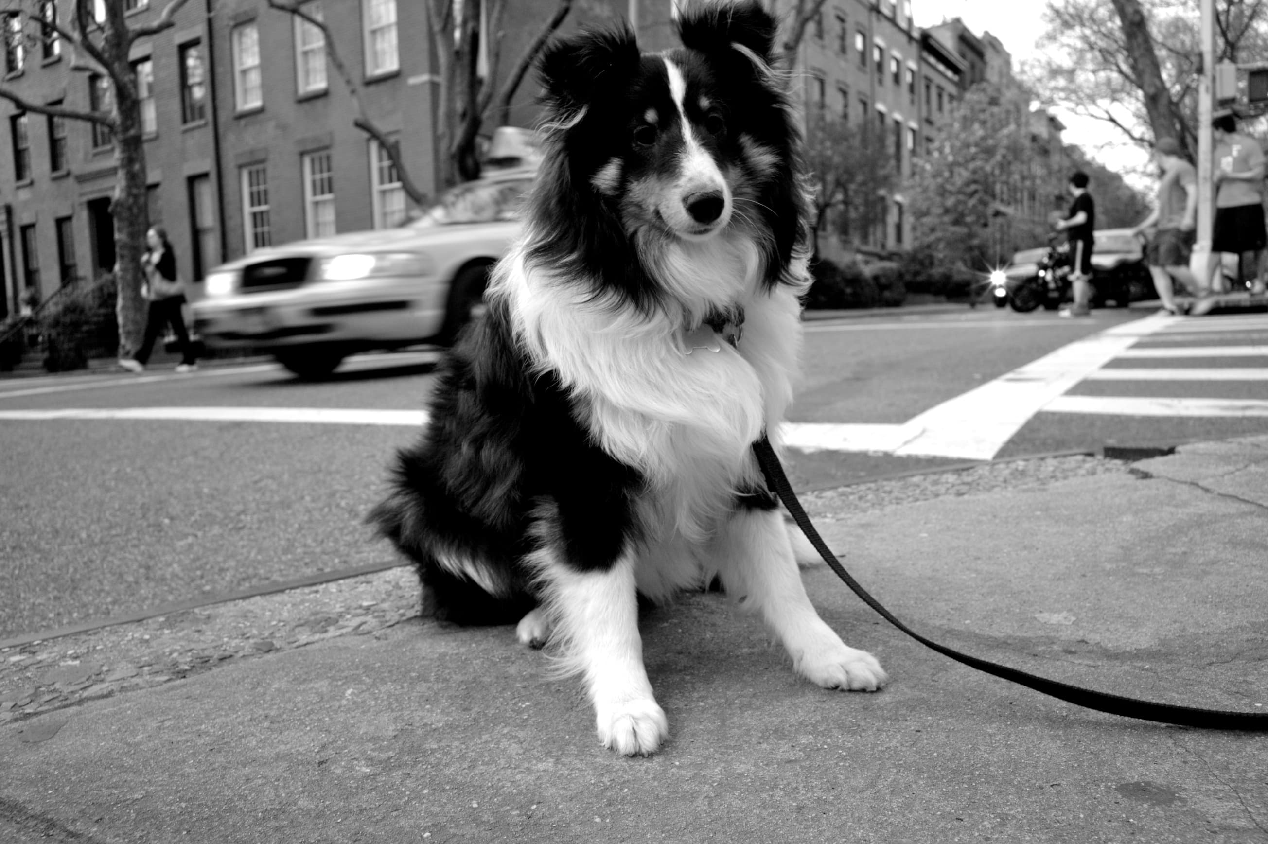 How much are pet fees in NYC rentals? Do I have to pay 'pet rent'?