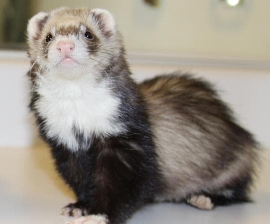 Living with ferrets in NYC: 10 burning questions