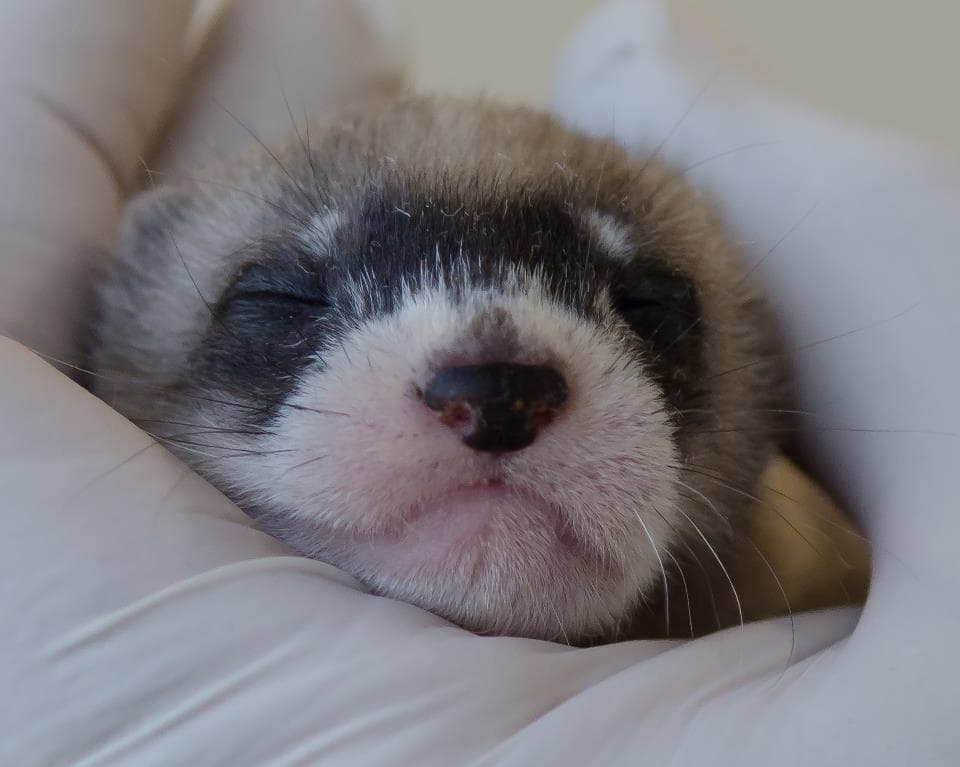 A rent-freeze program with few takers, debating the ferret ban, and more