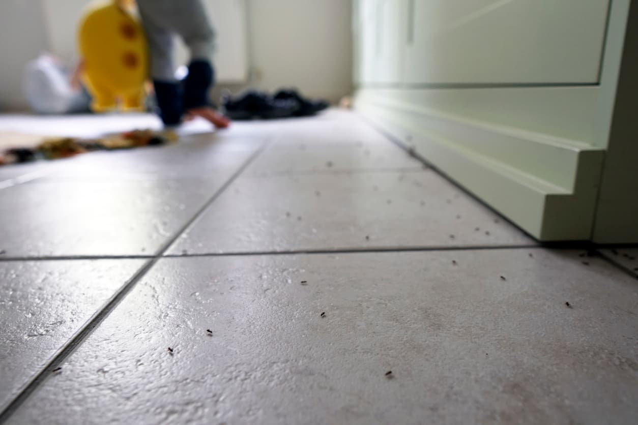 How to deal with an ant infestation in your NYC apartment