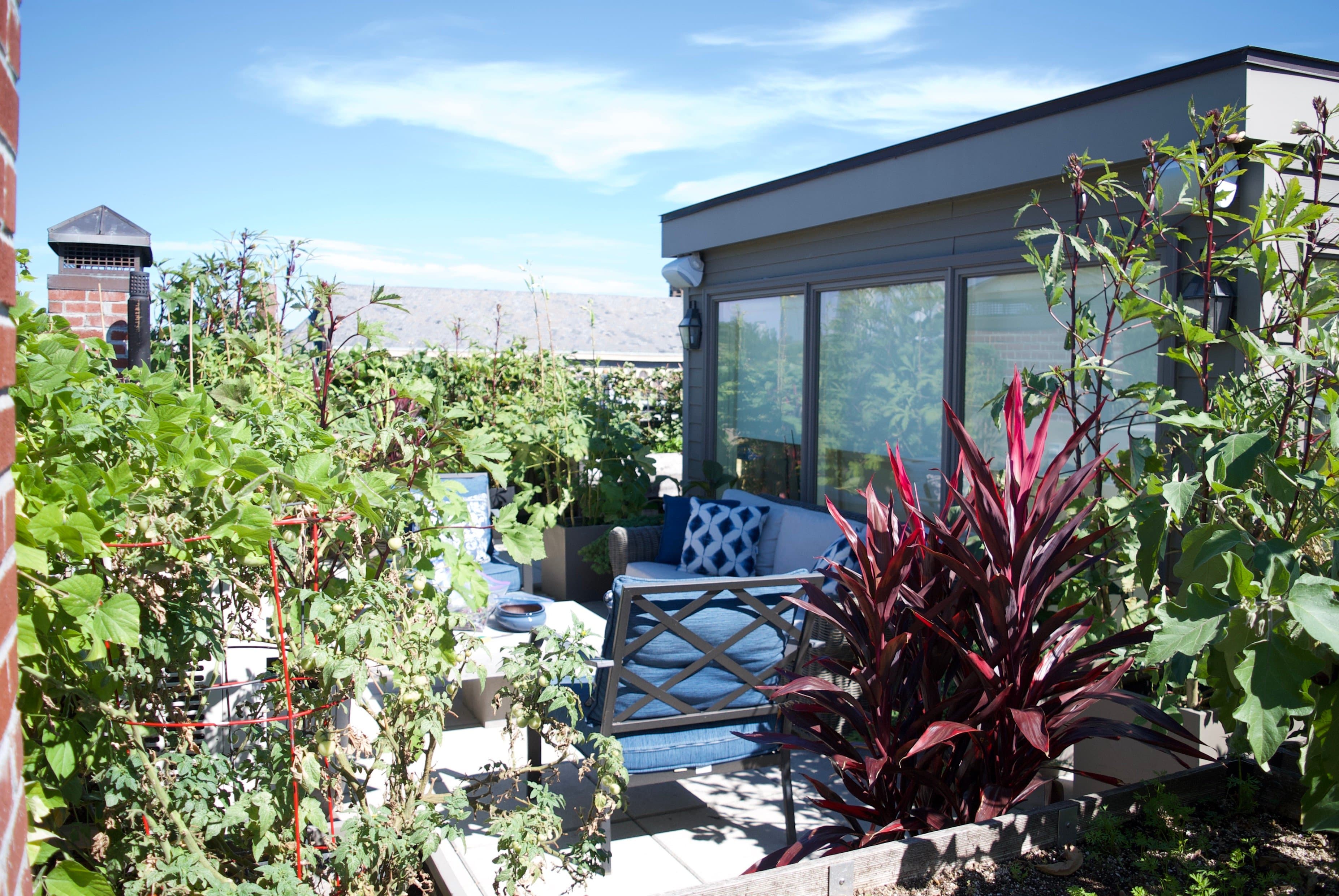 The vegetable garden on my Brooklyn roof deck is my pride and joy. Here's how I created it