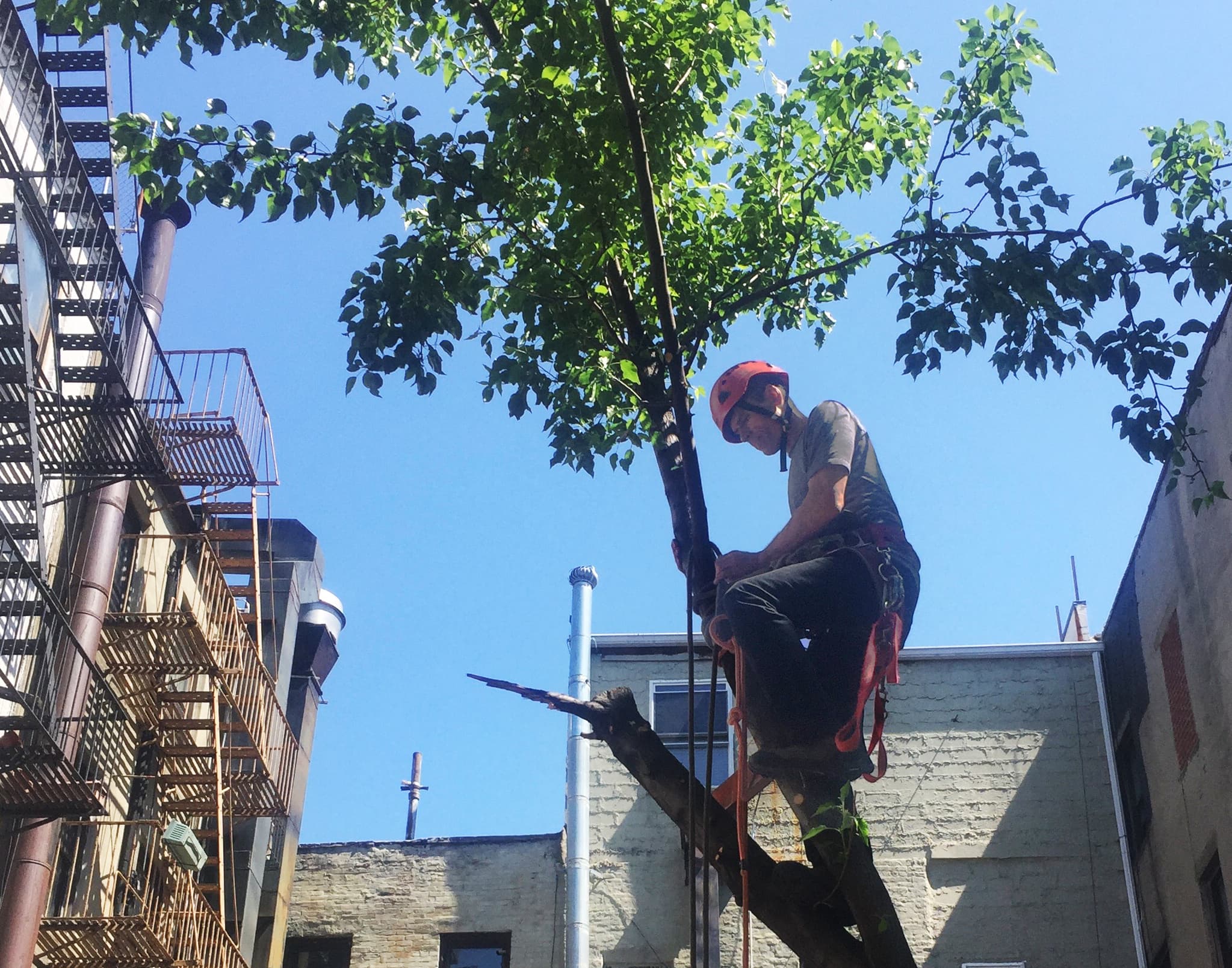 Want to plant some trees on your NYC building's rooftop? There are a few things you should know