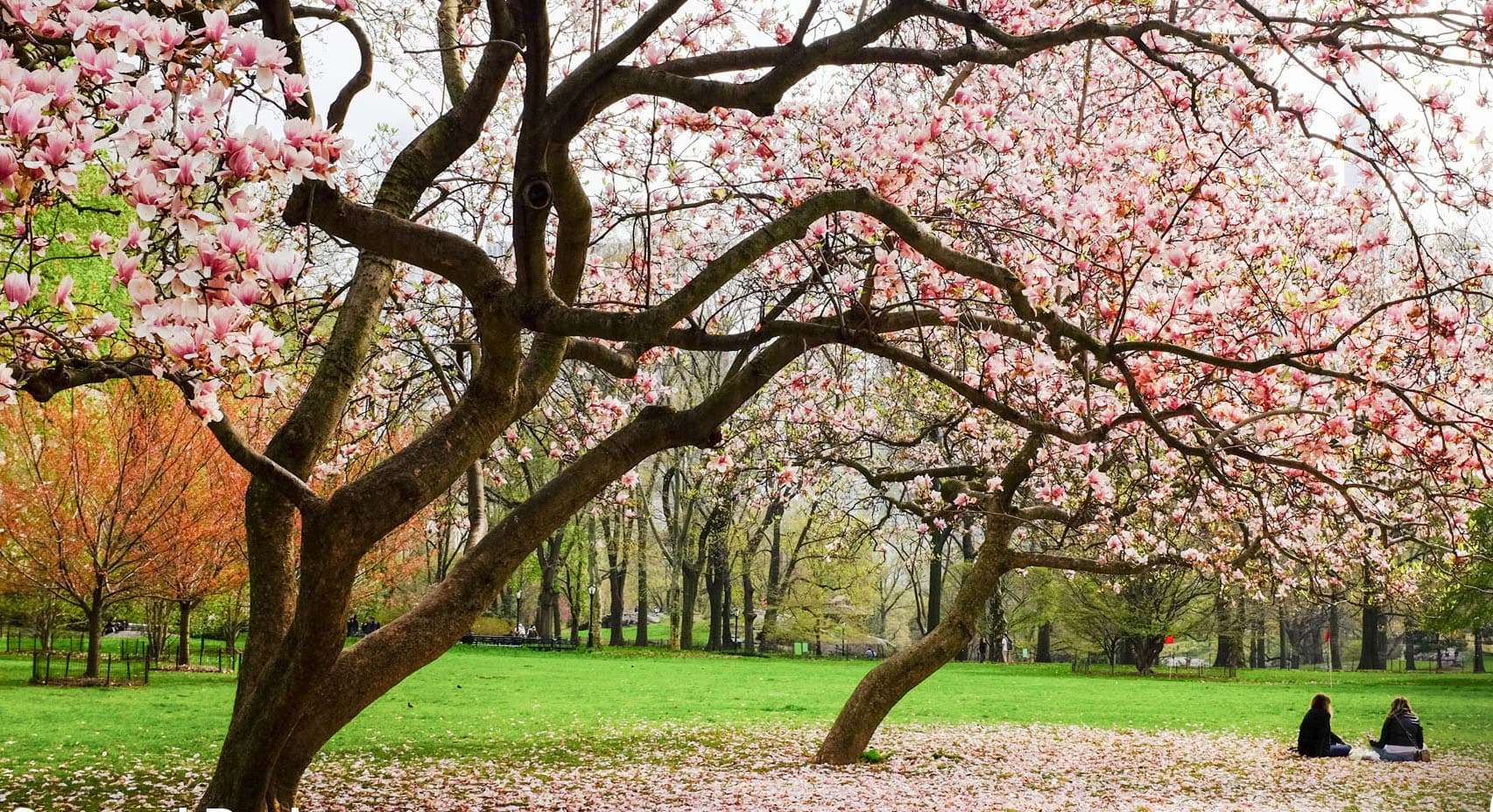 Can't visit a NYC park? Take a live tour to see what's in bloom