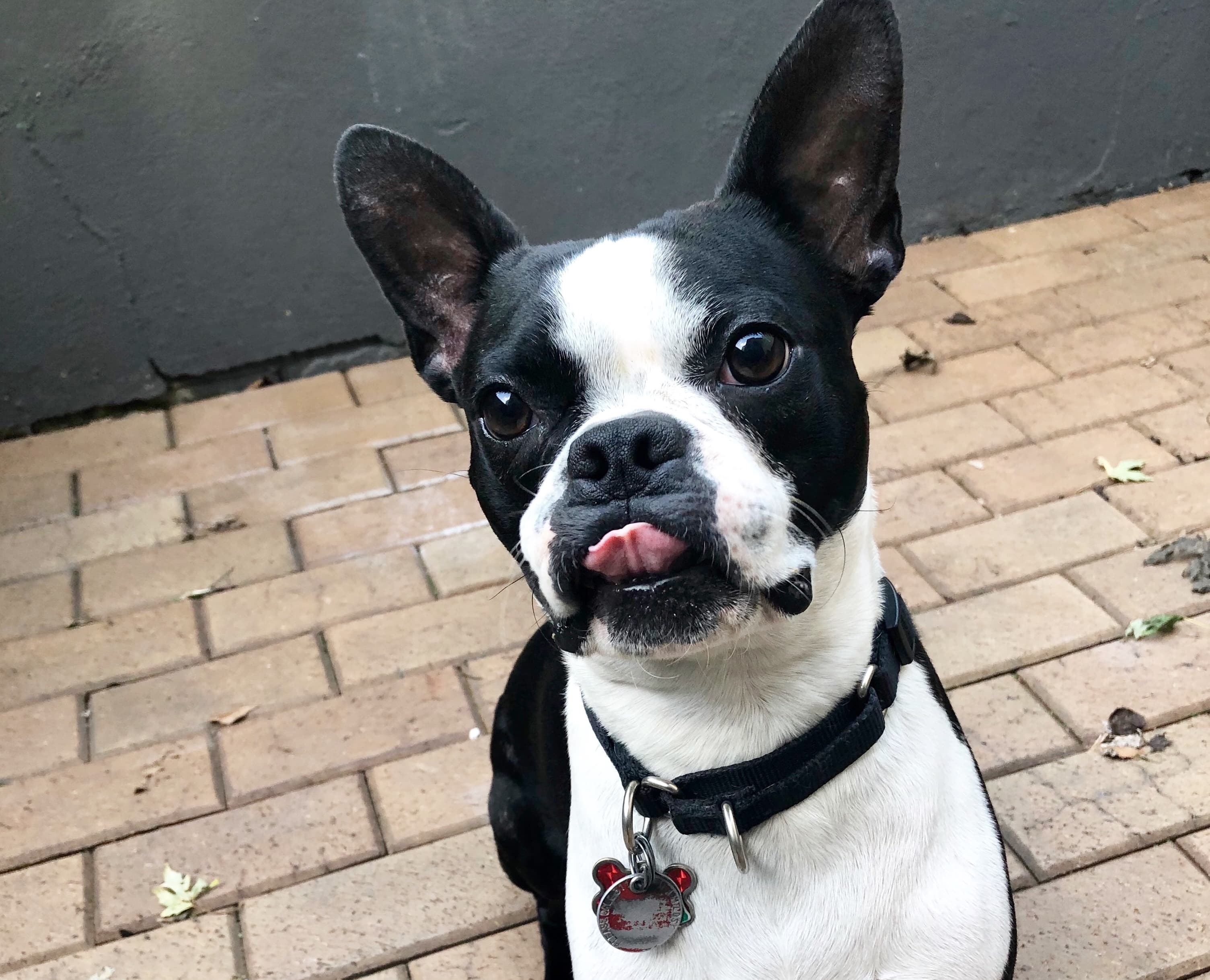 Home all the time: Our pandemic lifestyle is a bonanza for our dog