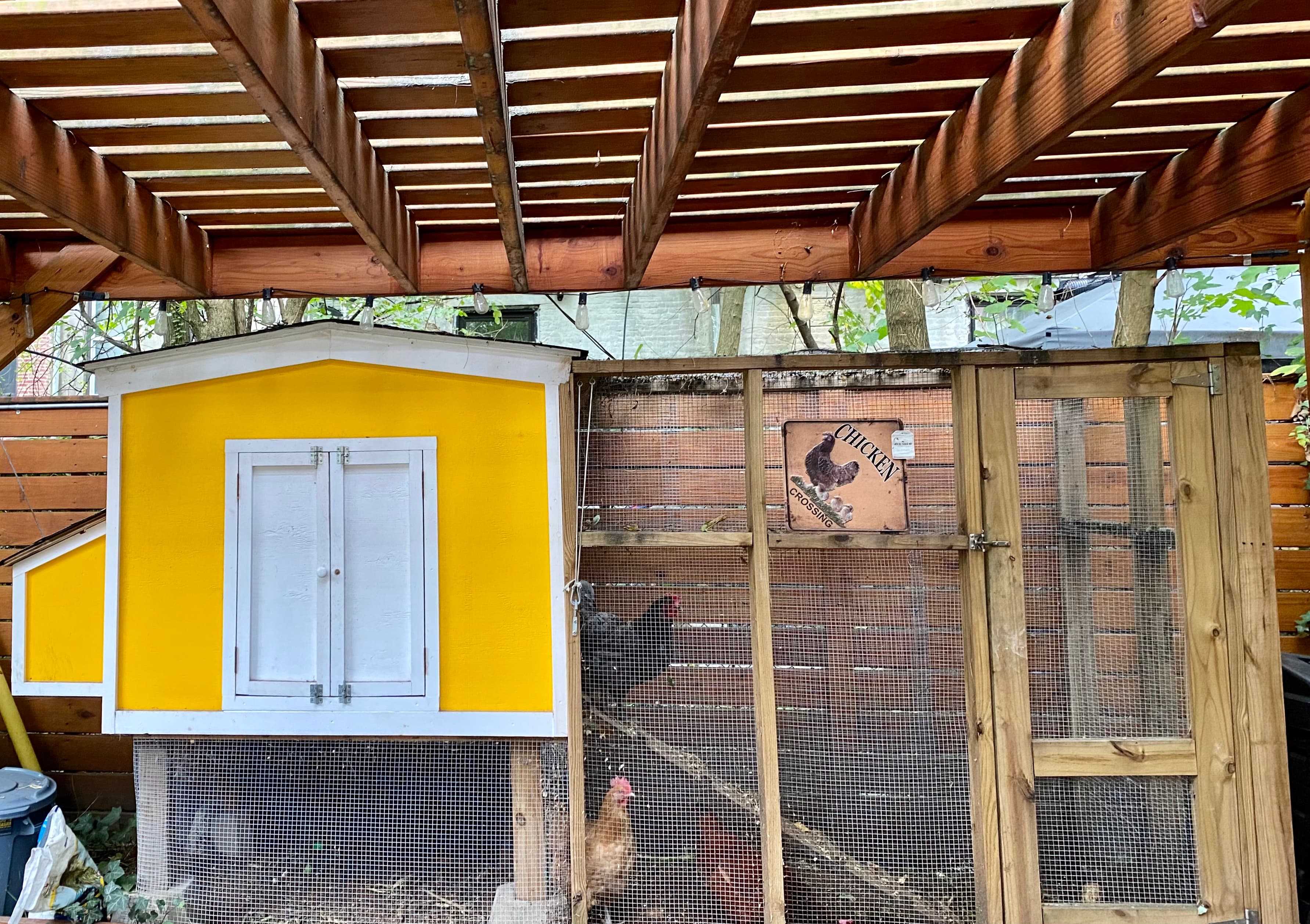 I keep chickens in my Bed-Stuy backyard and it's not as much work as you might think