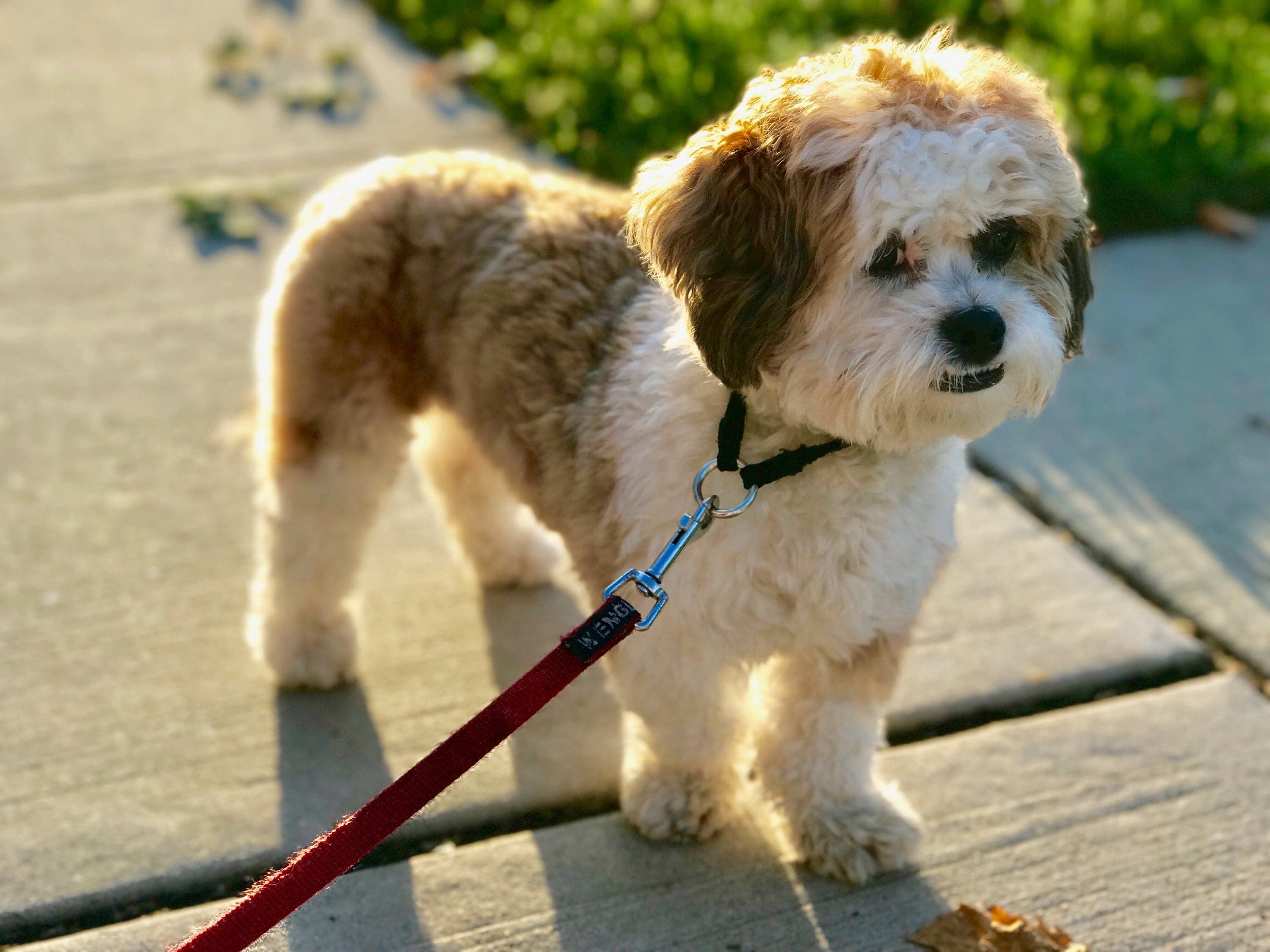 It takes a village to care for this Manhattan family's adorable shichon