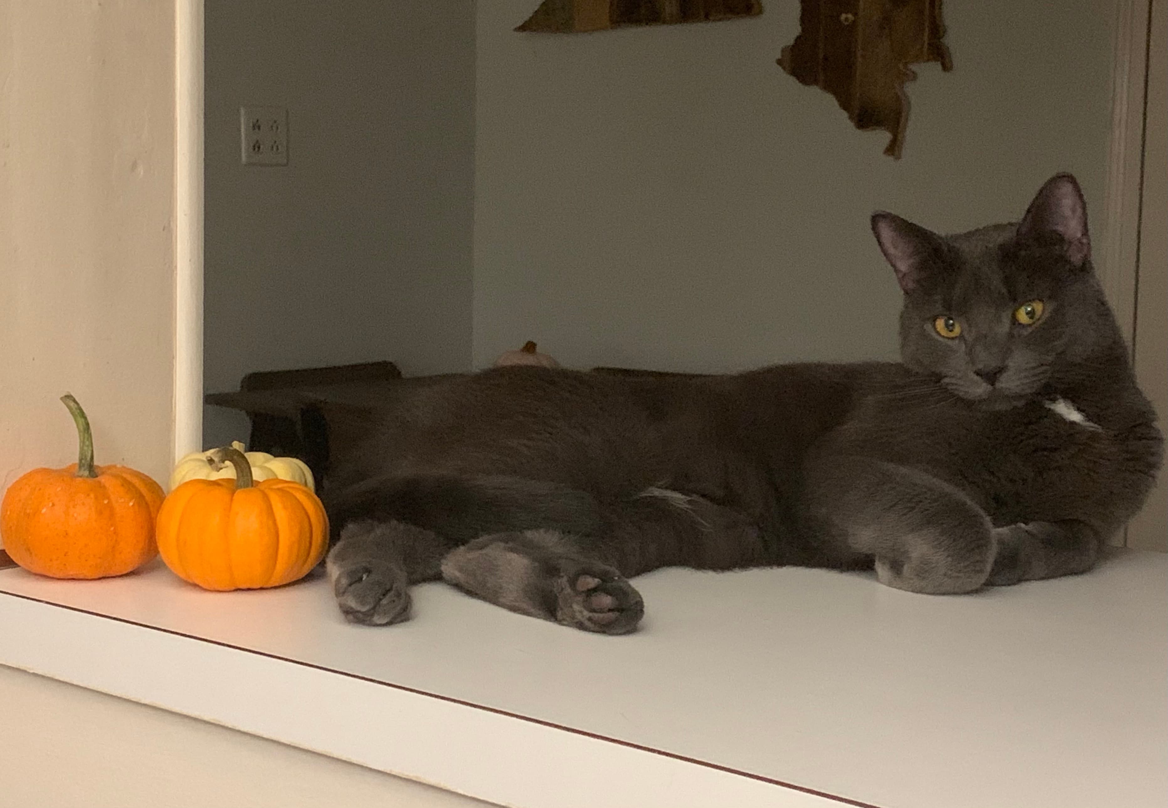 Brick Underground’s best advice for living in a NYC apartment with a cat (or two)