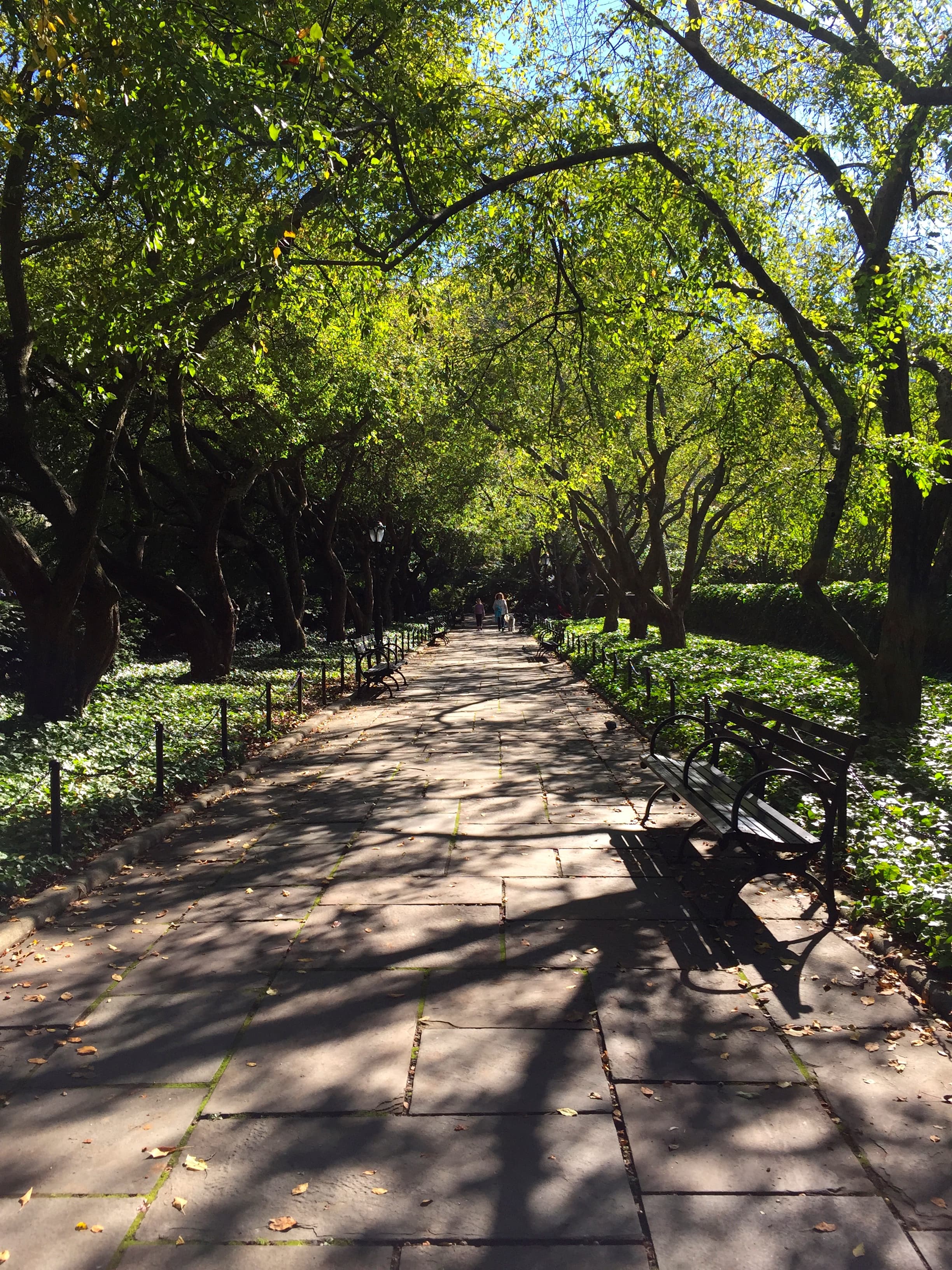 In NYC, trees tell the story of wealth disparity