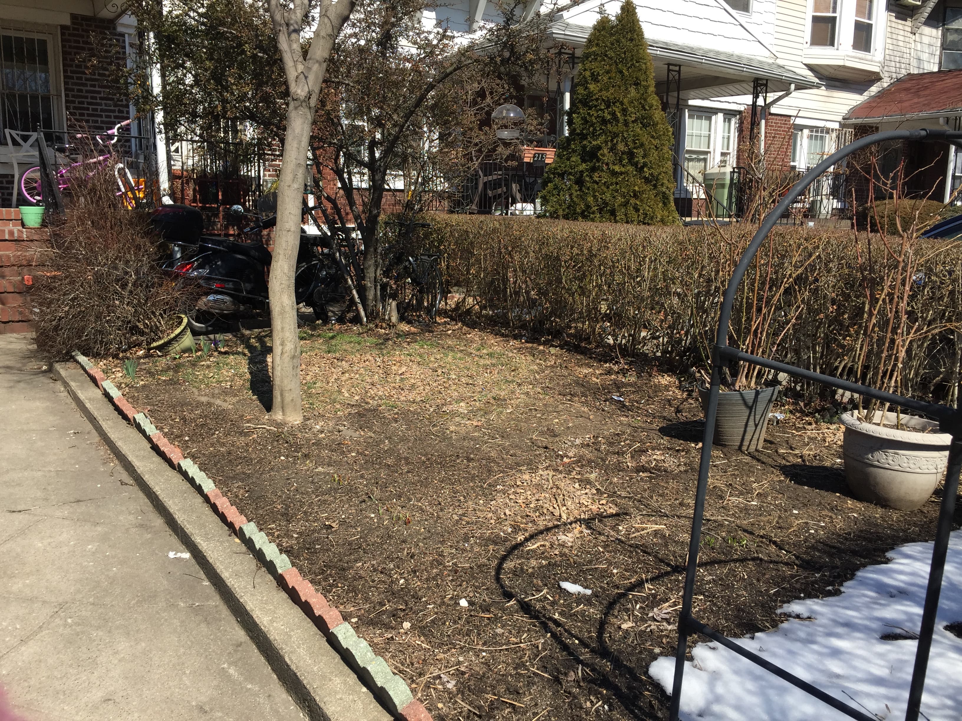 My attempt to grow a lawn from seed in my tiny front yard