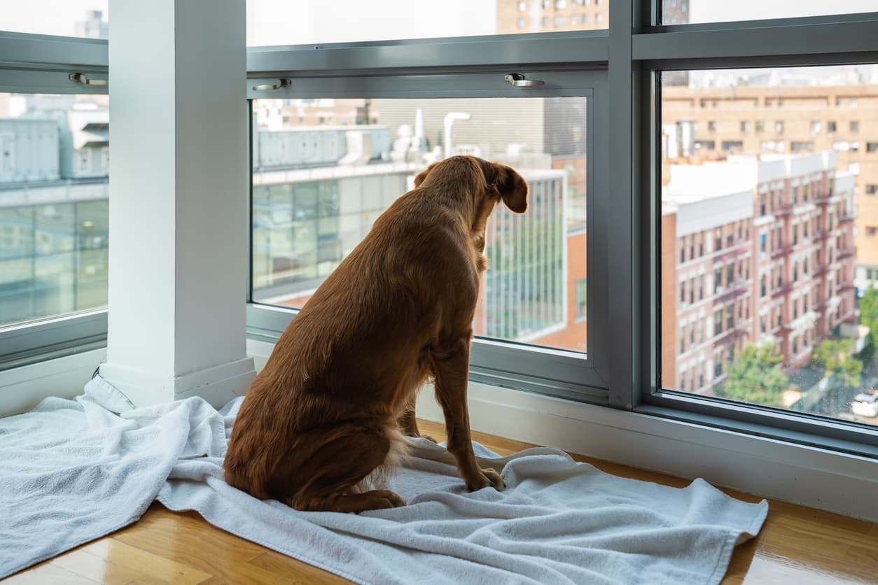 When a pet friendly building isn’t friendly at all—and how to handle it