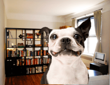 For animal lovers: How to find a pet-friendly building and live happily ever after