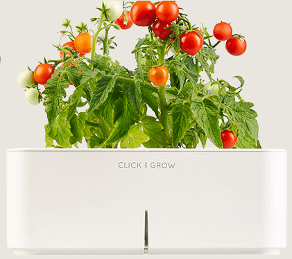 7 ways to grow a (little) garden in your NYC apartment