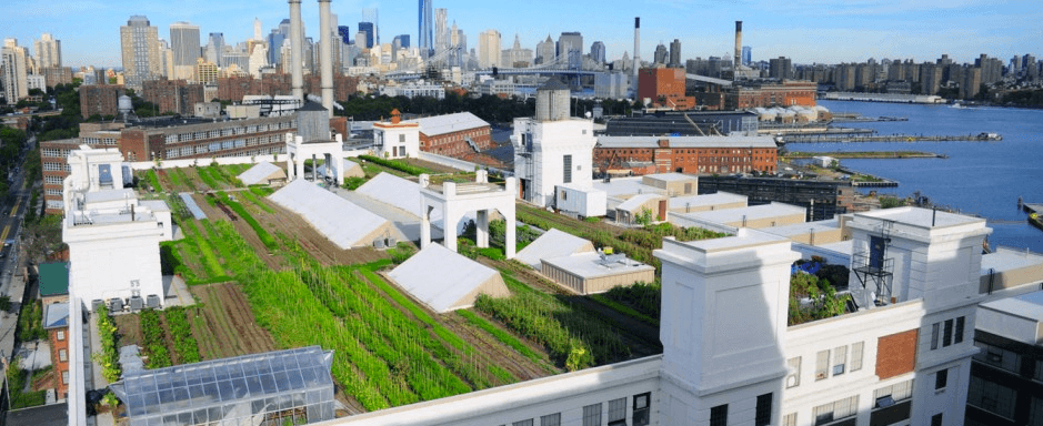 Starting a rooftop farm? Read this first