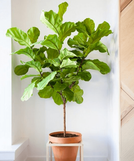 Indestructible house plants, take your house party to the next level, and more