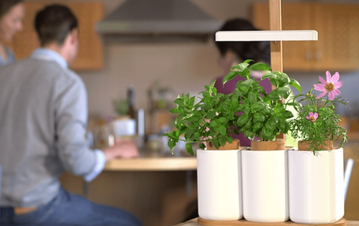 This Kickstarter will help you grow an herb garden in your apartment