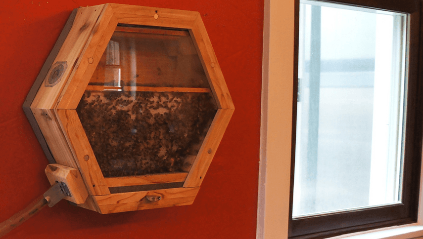 An apartment-friendly "beecosystem," the zombie house apocalypse, and more