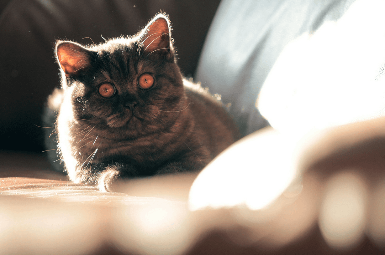 I've been hiding a cat from my landlord. Should I renew my lease, or leave before I get caught?