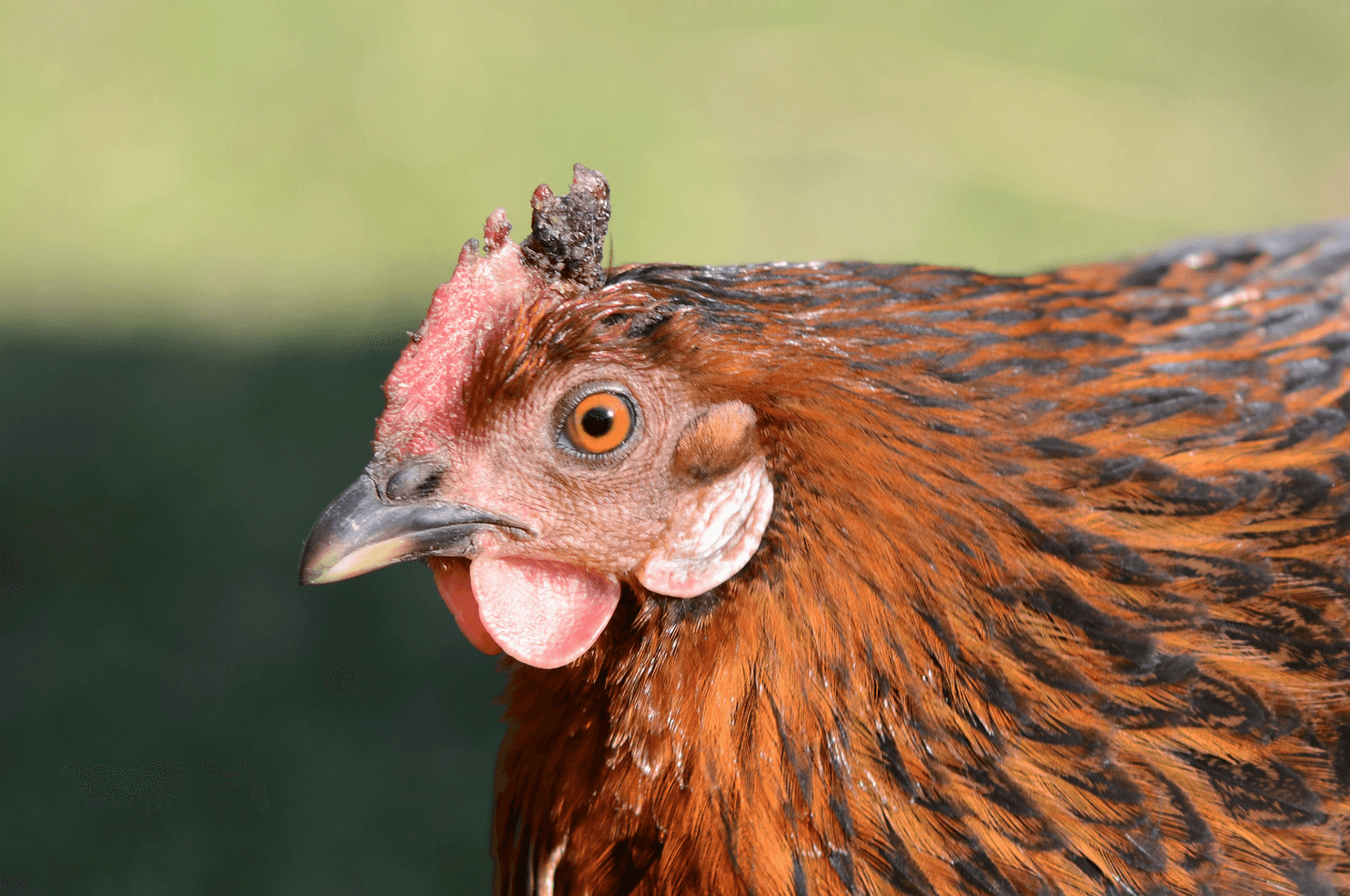 7 strange pets you can (maybe) keep in or around your NYC apartment